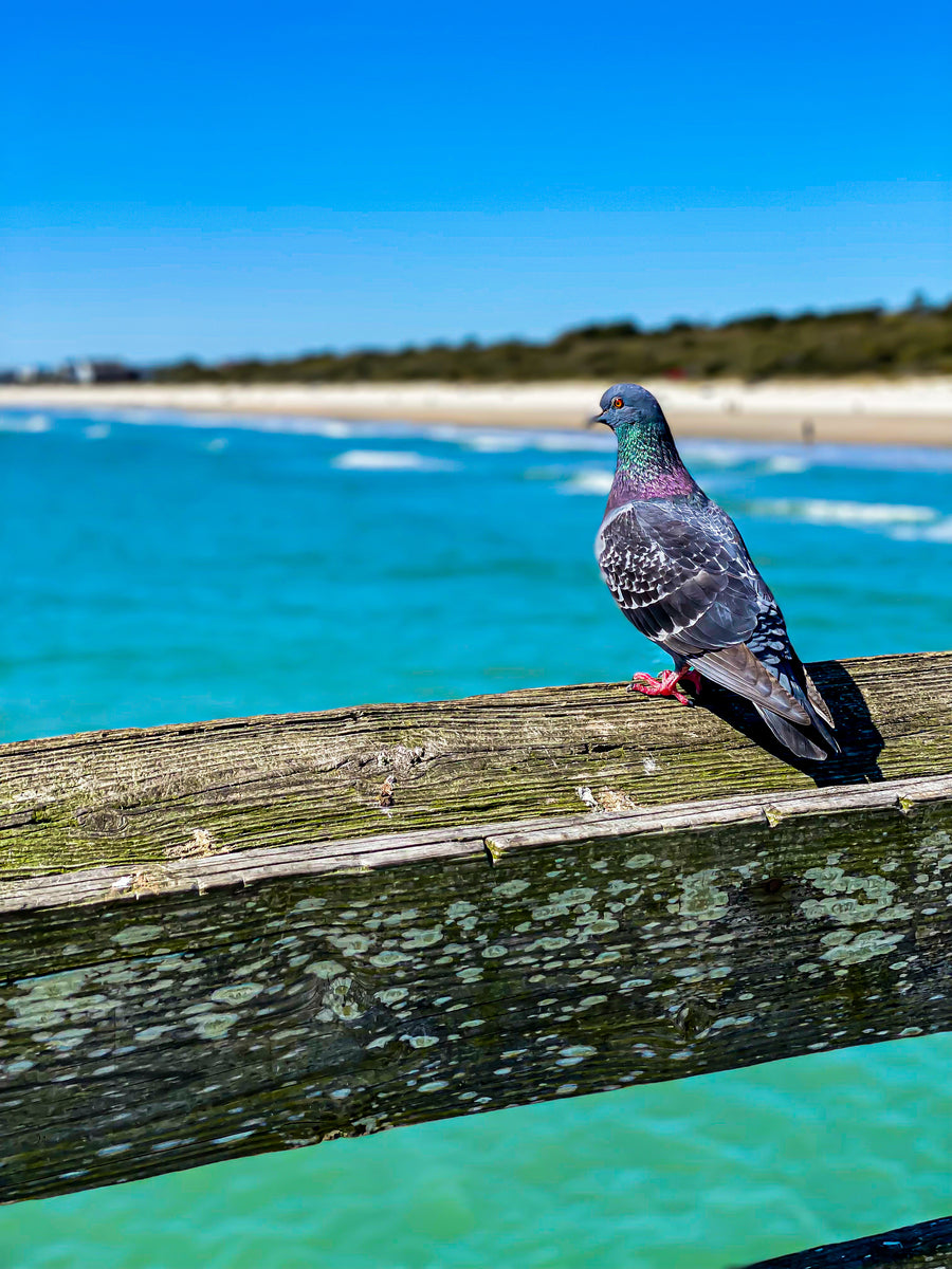 Giclee Fine Art Matte Paper Print