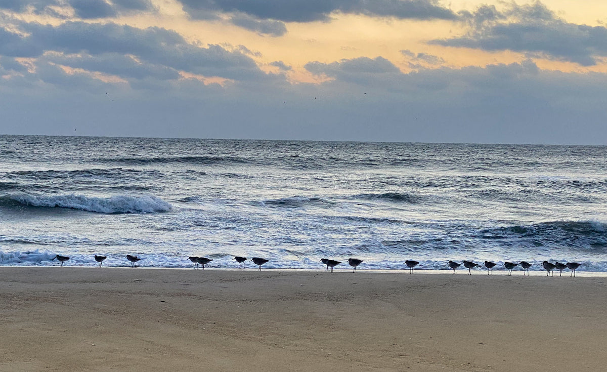 Outer Banks Sunrise family