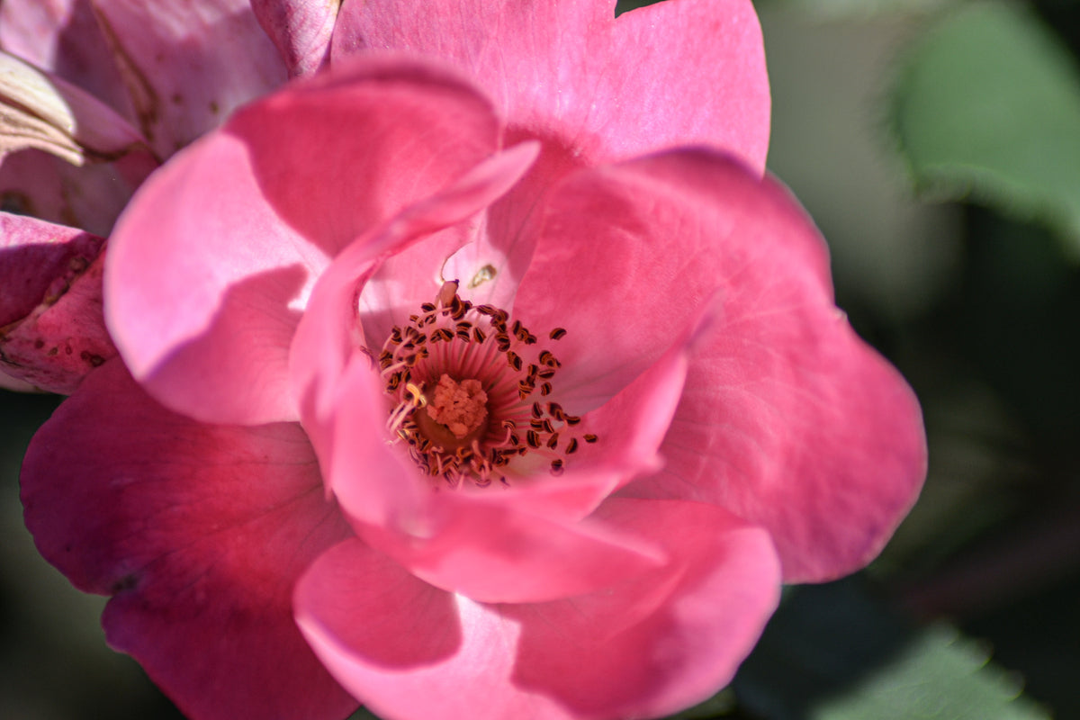 Giclee Poster Satin Photo Paper Print