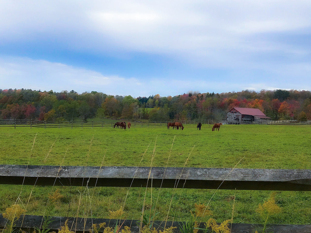 Fall in Upstate New York