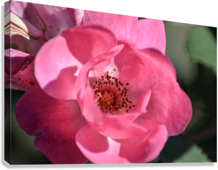 Giclée Stretched Canvas Print