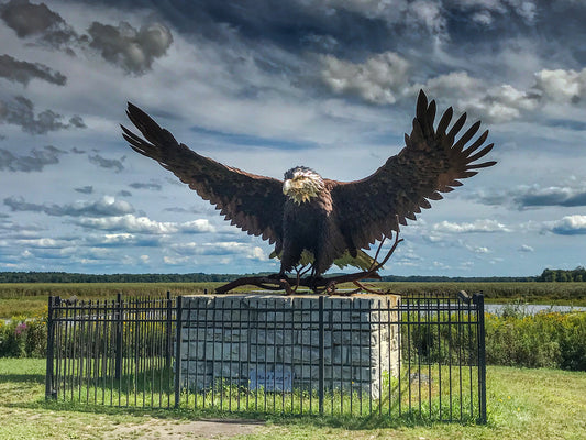 Bald Eagle at Montezuma