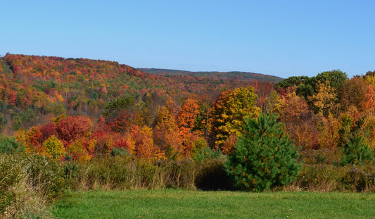 Upstate NY Fall